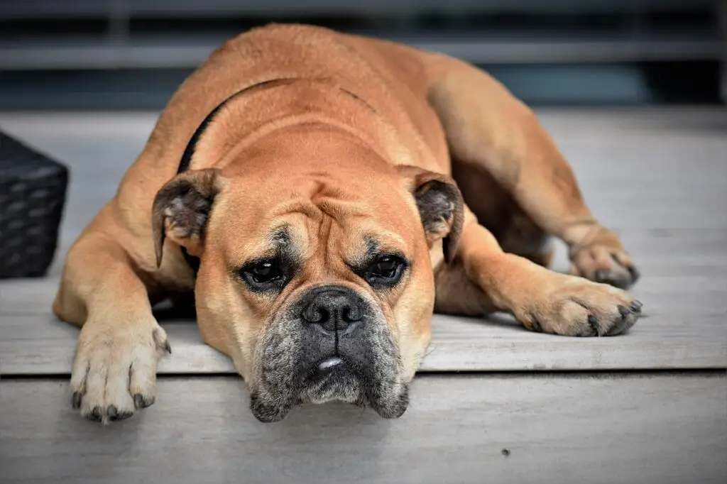 continental bulldog, dog, animal, pet, animal portrait, lazy, tired, bored, boredom, brown dog, fur, animal world, dog portrait, dog breed, nature, purebred
