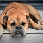 continental bulldog, dog, animal, pet, animal portrait, lazy, tired, bored, boredom, brown dog, fur, animal world, dog portrait, dog breed, nature, purebred